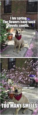 Maybe you would like to learn more about one of these? 21 Funny Dog Pictures That Perfectly Sum Up How We Feel About Spring Barkpost