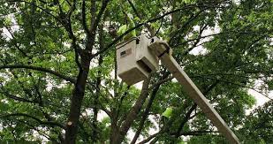 Why Tree Maintenance Is Important For Commercial Properties City Tree Importance Of Trees Commercial Property