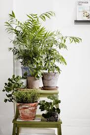 Interior Indoor Plants Plant Stand Indoor Plants