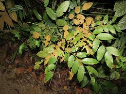 Image result for Dialium