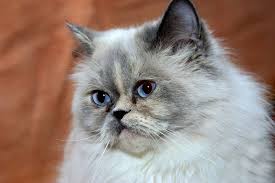 The Himalayan Cat Cat Breeds Encyclopedia