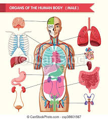 Vital organs the vital organs are those that a person needs to. Chart Showing Organs Of Human Body Illustration Canstock