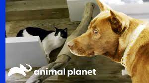 Building A Huge Cat Tree For Kittens Animal Cribs Youtube