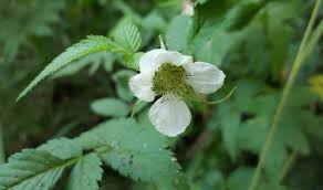 Image result for Rubus rosifolius