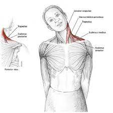 The joint depends primarily on the muscles and ligaments for its support, stability and integrity. Neck And Shoulder Stretches To Reduce Tension