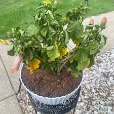Image result for Hibiscus panduriformis
