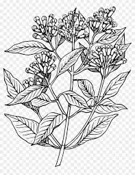 White floral illustration, white black pattern, shading lace plant, frame. Peppermint Drawing Sesame Plant Elder Flower Line Art Hd Png Download 1913x2400 4591020 Pngfind