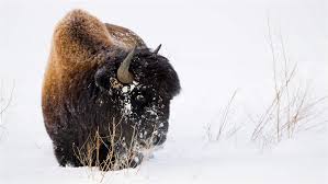 Wood Bison Find New Sanctuary In Canadas Boreal Forest The Pew Charitable Trusts