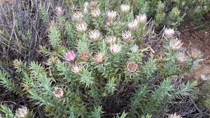 Image result for Macledium