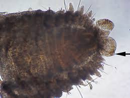 Image result for Polystachya bicarinata