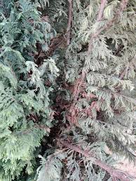 Image result for thuja drying out dead dried symptoms)