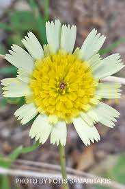 Image result for Tolpis