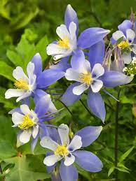 It only grows in the rockies at certain elevations and is most often found between 7,000 to 10,000 feet. How To Grow Columbine Flowers Hgtv