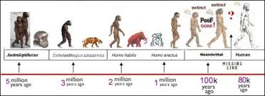 54 Interpretive Evolutionary Stages Of Man Chart