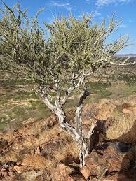 Image result for Boscia filipes