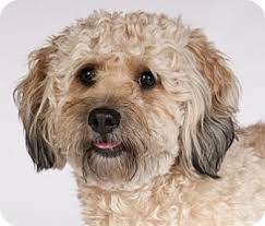 Check spelling or type a new query. Pin On Poodle Mixes