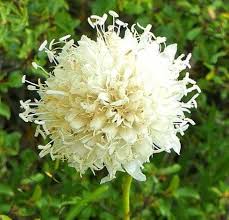 Image result for Cephalaria
