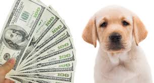 These top pet websites will come in handy and help you find a lovable puppy to adopt and be your new best friend. How Much Is A Labrador Will This Breed Break The Bank