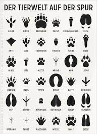 Bogen tierspuren zum bestimmen und erkennen der spuren heimischer tiere; Iris Luckhaus Illustration Design We Moved To Http Blog Irisluckhaus De Preview Lily Lux Notizbuch Spuren Im Tierspuren Tiere Illustration Design