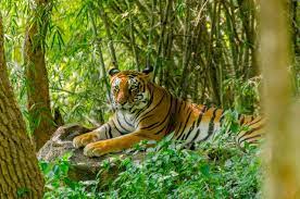 Royal Bengal Tiger Rainforest Animals List Rainforest Animals Endangered Animals
