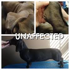 Tu amigo calvo podría tener problemas médicos ocultos. Diddydoo Dachshunds Posts Facebook