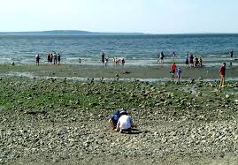 7 Tips For Low Tide Beachcombing With Kids In Seattle Parentmap