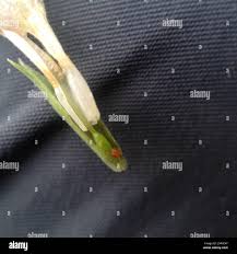 Image result for Dyschoriste trichocalyx