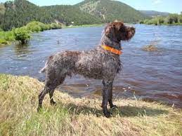 Check spelling or type a new query. Pin By Regan Walker Author On Wirehaired Pointing Griffons And Cody Dog Breeder Dog Breeders Kennels Griffon Dog