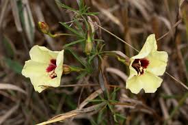 Image result for Merremia palmata