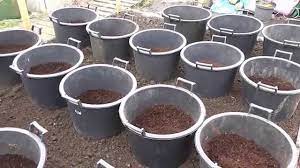 Allotment Diary How I Plant Grow My Container Grown Potatoes Youtube