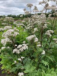 Image result for Valeriana