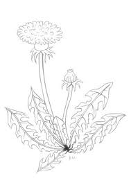 Ausmalbilder Malvorlagen Blumen Blumenmalvorlagen Lowenzahn Zeichnung