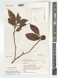 Image result for Hyperacanthus microphyllus