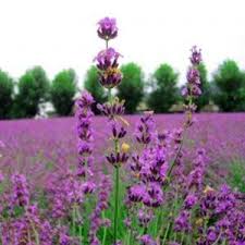 #2 creșterea trandafirilor un singur kilogram de ulei de trandafir costă 4.000 de euro. 25 Idei De Afaceri Mici La Tara Pentru Antreprenorii Anului 2013