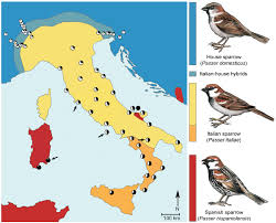 Phenotypic And Genetic Makeup Of The Hybrid Italian Sparrow Coloration Download Scientific Diagram What are opposite words of generous? hybrid italian sparrow