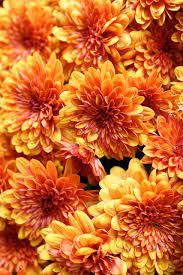 Best orange flowers for your garden. 10 Best Orange Flowers For Your Garden Home And Gardens