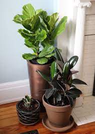 Where We Found Our Fiddle Leaf Fig Tree 17 Apart Where We Found Our Fiddle Leaf Fig Tree Fiddle Leaf Fig Fiddle Leaf Fig Tree Fig Leaf Tree
