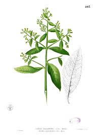 Image result for Blumea squarrosa