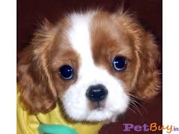 Please reach out to me t. King Charles Spaniel Puppy For Sale At Best Price In Chennai