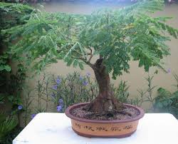 These bonsai tree are customizable and available in all plant varieties. Flamboyant Tree Information How To Grow A Royal Poinciana As A Bonsai