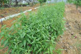 Hempedu bumi boleh dijadikan ubat untuk darah tinggi, kencing manis, antiradang, antibakteria, antivirus, melegakan demam dan pencair kahak. Hempedu Bumi Herba Paling Jabatan Pertanian Malaysia Facebook