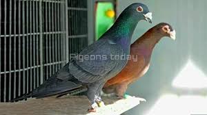 Pin On Racing Homer Pigeon Loft