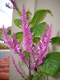 Image result for Odontonema callistachyum