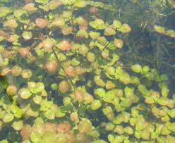 Image result for Ludwigia adscendens