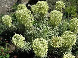 Check spelling or type a new query. Euphorbia Characias Silver Swan