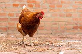 Lifespan, rhode island's first health system, was founded in 1994 by rhode island hospital and the miriam hospital. How Long Do Chickens Live Average Chicken Lifespan By Breed