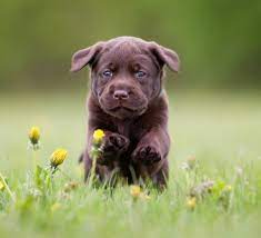 Check spelling or type a new query. Puppies For Sale Greenfield Puppies Find Your Perfect Puppy