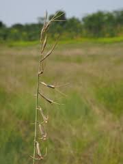 Image result for Dipcadi viride