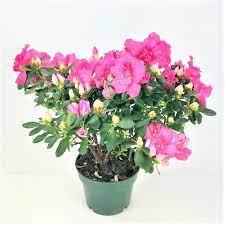 Azalea Plant 6 Pot Wholesale Bulk Flowers Cascade Floral