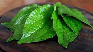 Anda pasti sudah akrab dengan manfaat daun sirih untuk hentikan mimisan. 5 Manfaat Daun Sirih Kaya Khasiat Untuk Kesehatan Tubuh Ragam Bola Com
